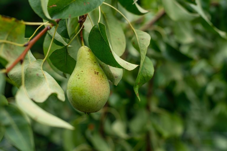 Are Pears Keto Friendly?